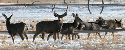 Deer in a snowy field